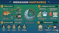 Waspada Hantavirus: Infeksi dari Tikus yang Bisa Sebabkan Gangguan Paru dan Gagal Ginjal