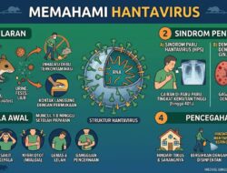 Waspada Hantavirus: Infeksi dari Tikus yang Bisa Sebabkan Gangguan Paru dan Gagal Ginjal